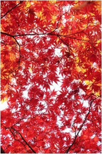 red leave